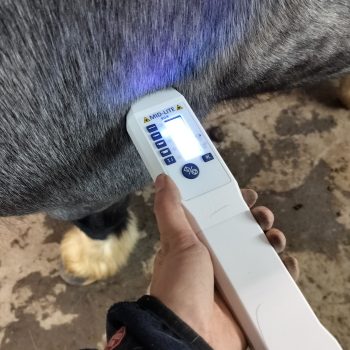Medicinsk laser Irradia MID-LITE 904 för hästbehandling
