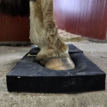 Balanspadd mjuk för häst i slitstarkt material för balansträning