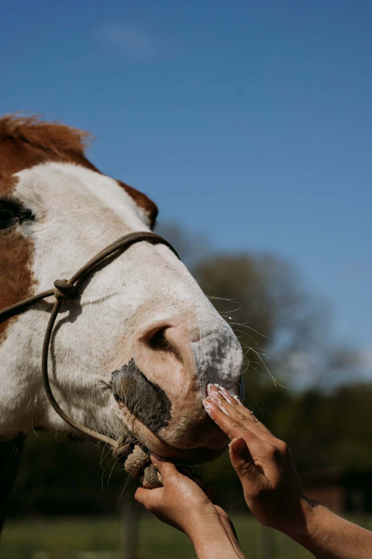 Häst med Zinksalva på mul och ben, skydd mot irritation och mugg
